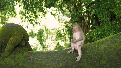 Spider Monkey Adult Lone Playing Play Hanging Swinging Tail in Costa Rica Stockbeeldmateriaal 128490235