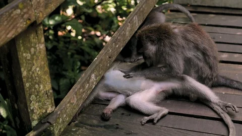 Spider Monkey Adult Lone Playing Play Hanging Swinging Tail in Costa Rica 库存影片 130045375