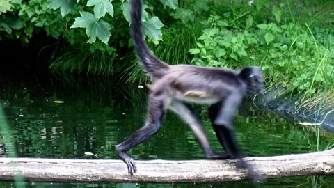 Spider monkey (Ateles geoffroyi) walk on footbridge from trunk over water Vídeo Stock 117466927