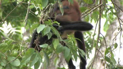 Spider monkey baby Stock Footage 8945496