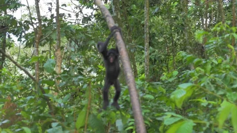 Spider monkey baby going down a branch in the rainforest of America, in Boliv Stock Footage 132396304