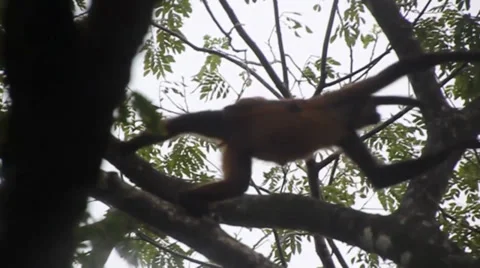 Spider monkey with baby going through tree tops Stock Footage 27692279