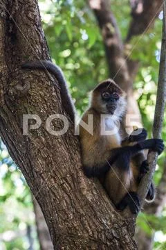 Spider monkey chewing on a banana Stock Photos