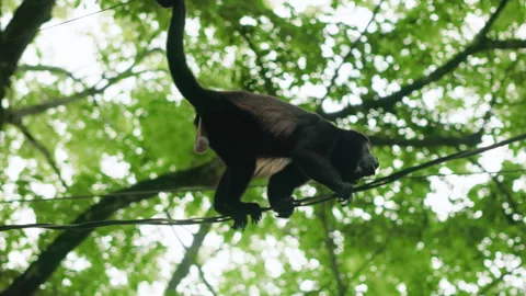Spider Monkey Climbing on Cables Against Green Forest Canopy Low Angle View. Stock Footage 342216932