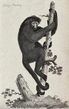 A spider-monkey climbing up a tree. Etching. Stock Illustration