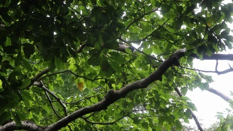 Spider monkey climbs across a tree branch in a Costa Rica Jungle. Stock Footage 88392085