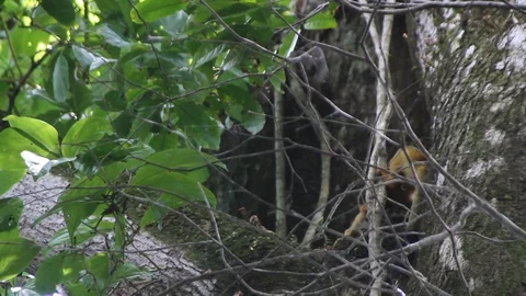 Spider monkey climbs Stock Footage 88413116