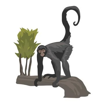 Spider monkey clip art Illustrazione stock