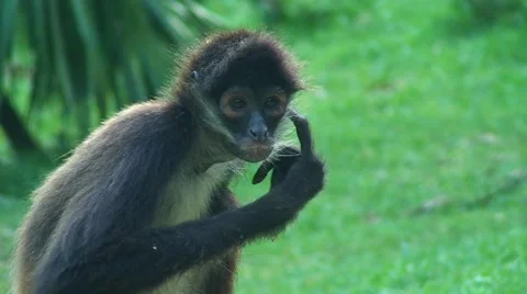 Spider monkey close up face Stock Footage 54083542