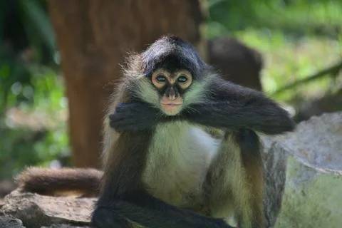 Spider Monkey Close up Stock Photos