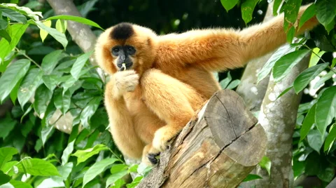 Spider monkey eating Stock Footage 55868669