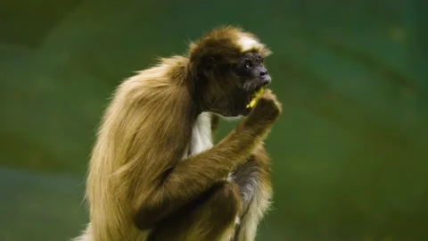 Spider monkey eating Stock Footage 140859045