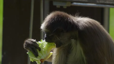 A Spider monkey eating Stock Footage 272608834