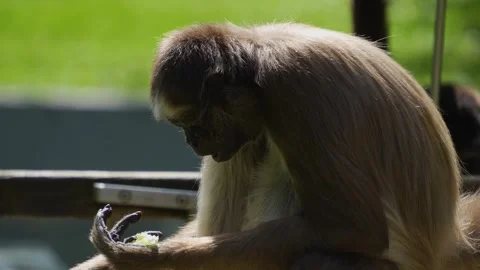 A Spider monkey eating  Stock Footage 273501082