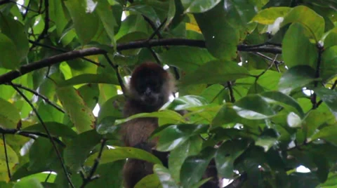 Spider monkey eating fruit Stock Footage 27692334
