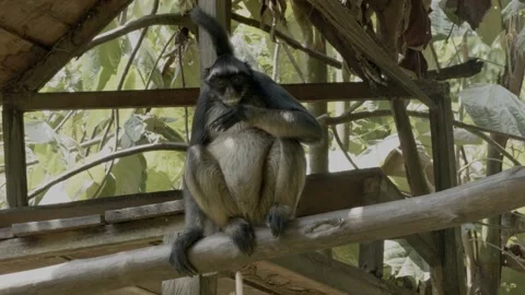 A Spider Monkey eating in his cage Stock Footage 188916498