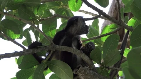 Spider monkey eating in a tree. Stock Footage 85031715