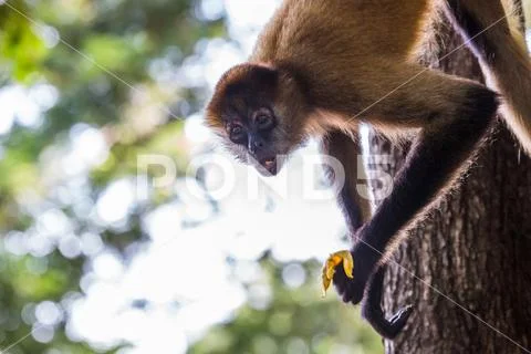 Spider monkey feeding Stock Photos