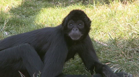 Spider monkey Stock Footage 485418
