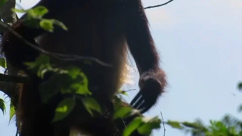 Spider monkey 動画素材 104003326