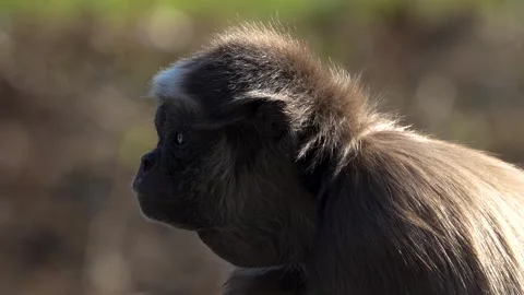 A Spider monkey Stock Footage 263823107