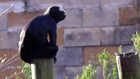 Spider monkey Stock Footage 300162490