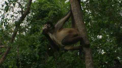 Spider Monkey hanging off the side of a tree eating a kiwi in Mexican Yucatan Stock Footage 325961294
