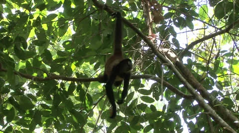Spider Monkey Hanging by Tail in Costa Rica Jungle Stock Footage