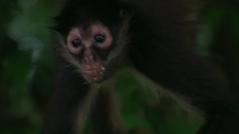 Spider Monkey hanging off a tree eating a banana in Mexican Yucatan Jungle Stock Footage 325961202