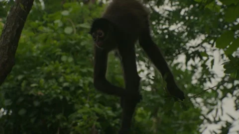 Spider Monkey hanging from tree by tail scratching arm in Mexican Yucatan Stock Footage 325961831