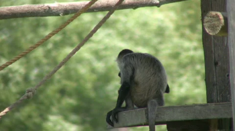Spider monkey hangs out in shade, keeping cool (High Definition) Video stock 359882