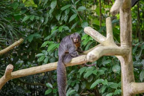 Spider monkey having a rest on a tree branch. Concept of animal care, travel  Stock Photos