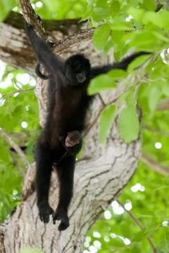 Spider monkey &amp; her baby Stock Photos