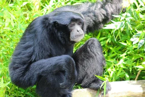 Spider monkey in its enclosure at the Les Sables Zoo Stock Photos
