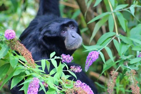 Spider monkey in its enclosure at the Les Sables Zoo Stock Photos