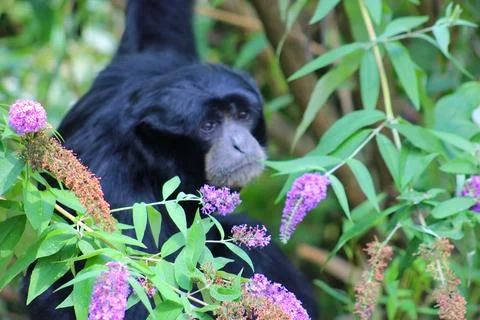 Spider monkey in its enclosure at the Les Sables Zoo Stock Photos
