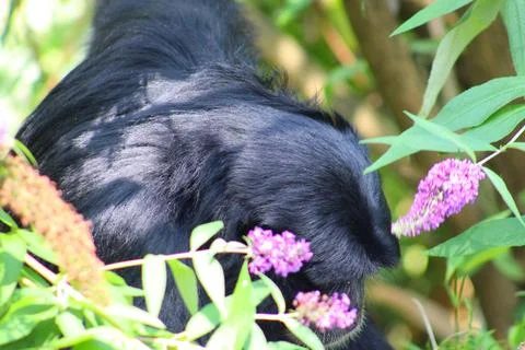 Spider monkey in its enclosure at the Les Sables Zoo 스톡 사진