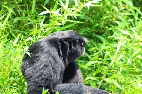 Spider monkey in its enclosure at the Les Sables Zoo Stock Photos