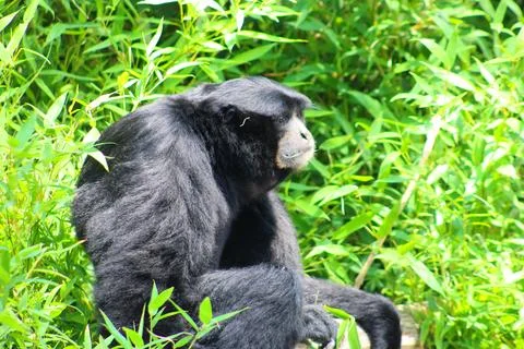 Spider monkey in its enclosure at the Les Sables Zoo Stock Photos