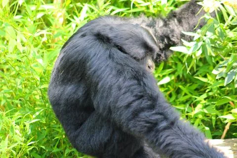 Spider monkey in its enclosure at the Les Sables Zoo Stock Photos