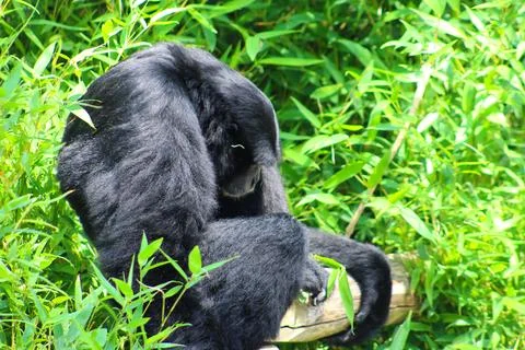 Spider monkey in its enclosure at the Les Sables Zoo Stock Photos