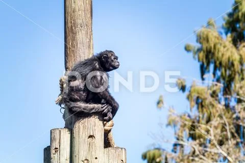 Spider monkey, Jerusalem Biblical Zoo in Israel Stock Photos