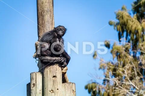 Spider monkey, Jerusalem Biblical Zoo in Israel Stock Photos
