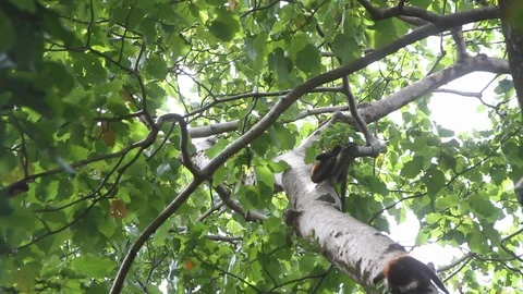 Spider monkey jumps from branch to branch Stock Footage 88392526
