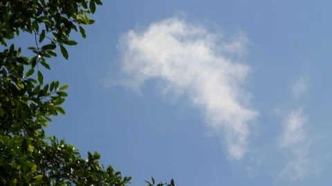 Spider monkey jumps over camera Stock Footage 88392577