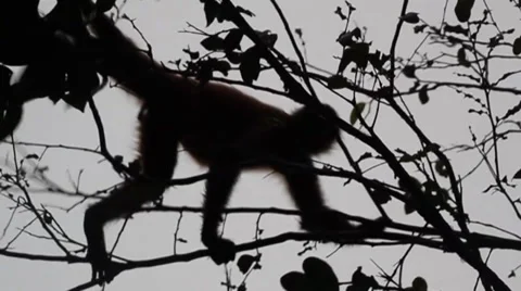 Spider monkey jumps from tree to tree Stock Footage 27677511