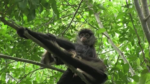 Spider monkey in the jungle Stock Footage 290777950