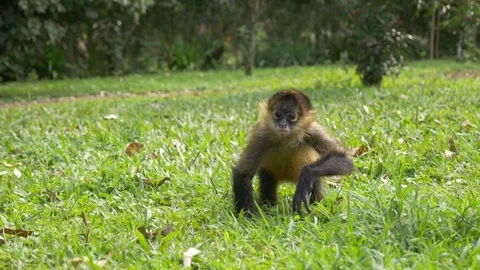 Spider Monkey on Lawn Stock Footage 87665669