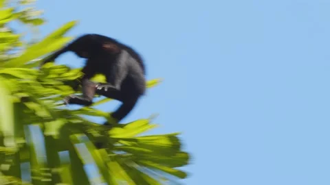 Spider monkey leaps from one tree reaching to the other with extended arms Stock Footage 196281432