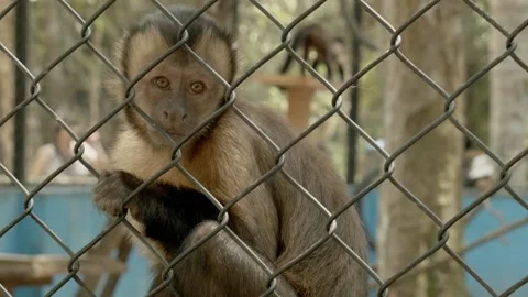 A Spider Monkey looking at the camera behind a cage Stock Footage 188917170